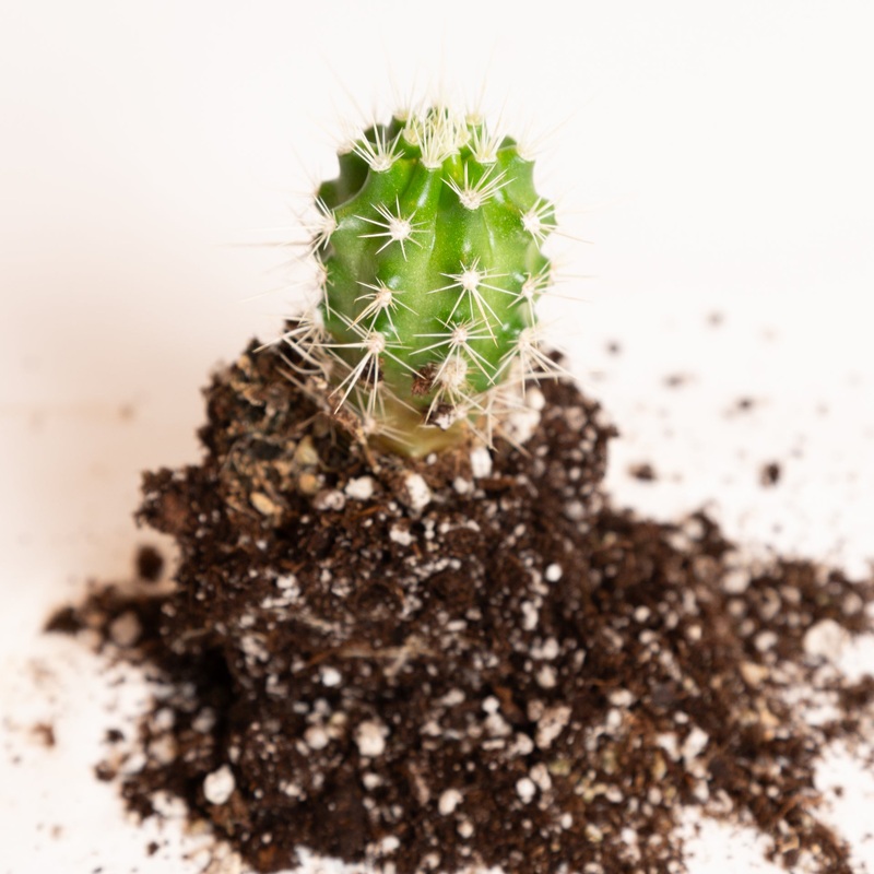 Cactus ‘Peanut’ 4|4″ in nursery pot
