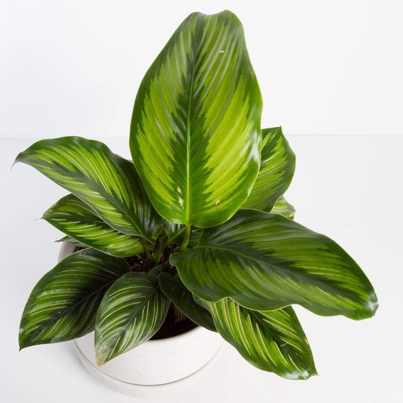 Calathea ‘Beauty Star’ 6|6″ in nursery pot