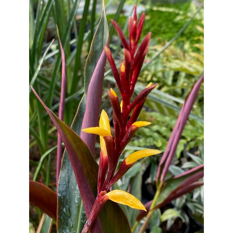 Cautleya gracilis ‘Purple Emperor’