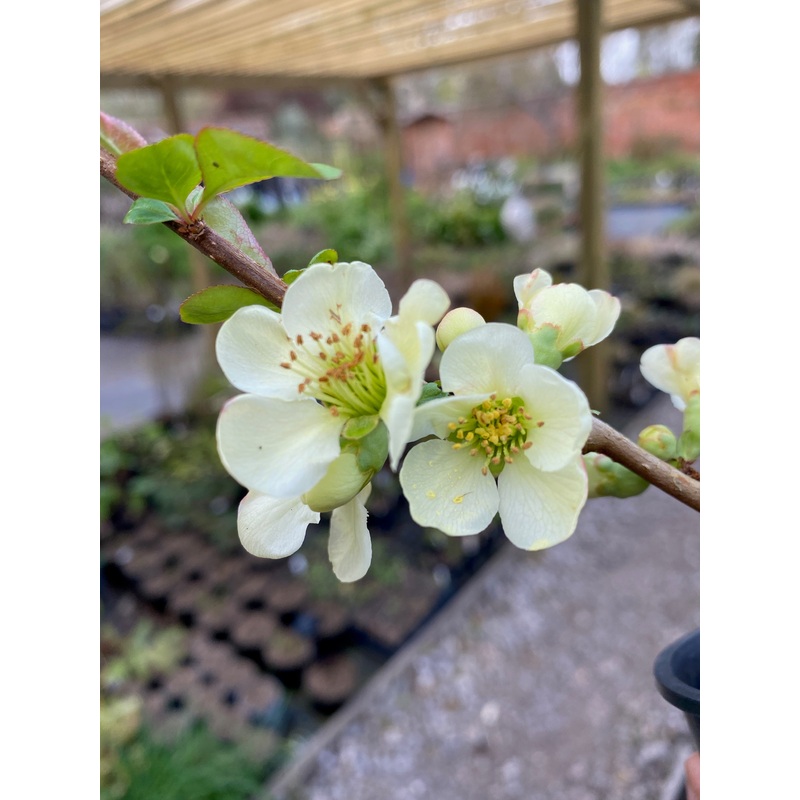 Chaenomeles x superba ‘Lemon & Lime’