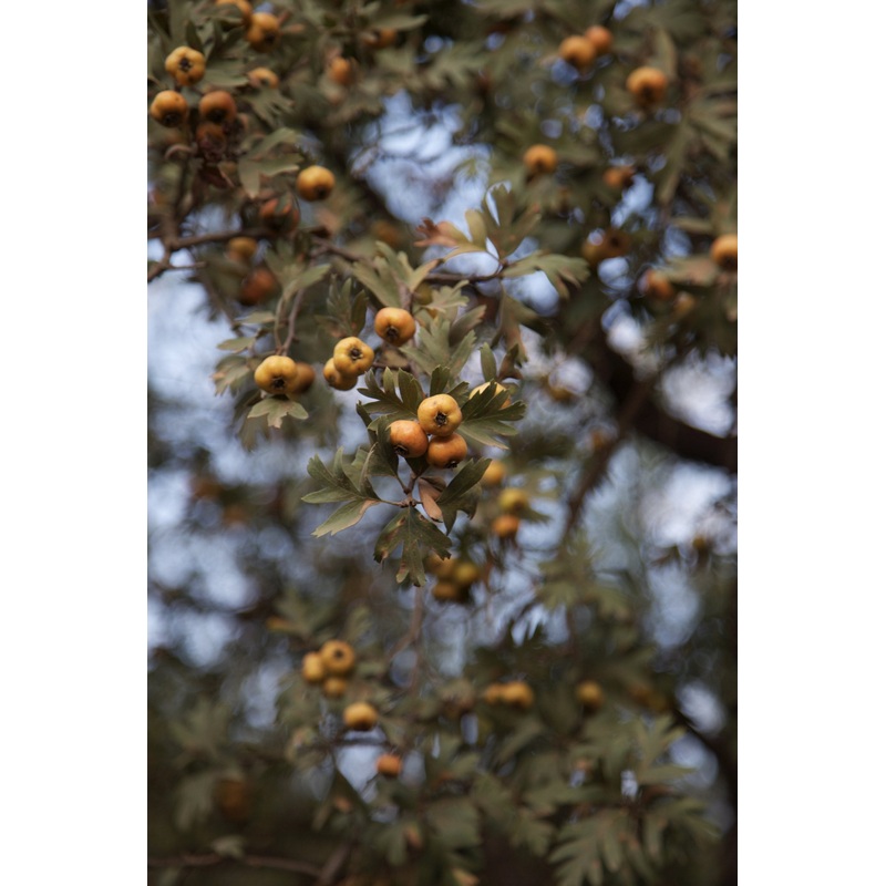 Crataegus azarolus