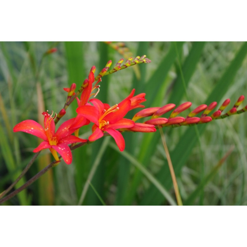 Crocosmia x crocosmiiflora Carmin Brilliant AGM