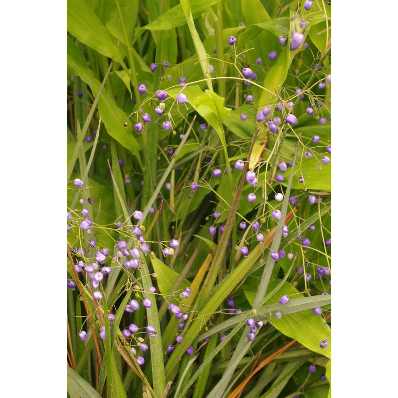 Dianella nigra|1 litre
