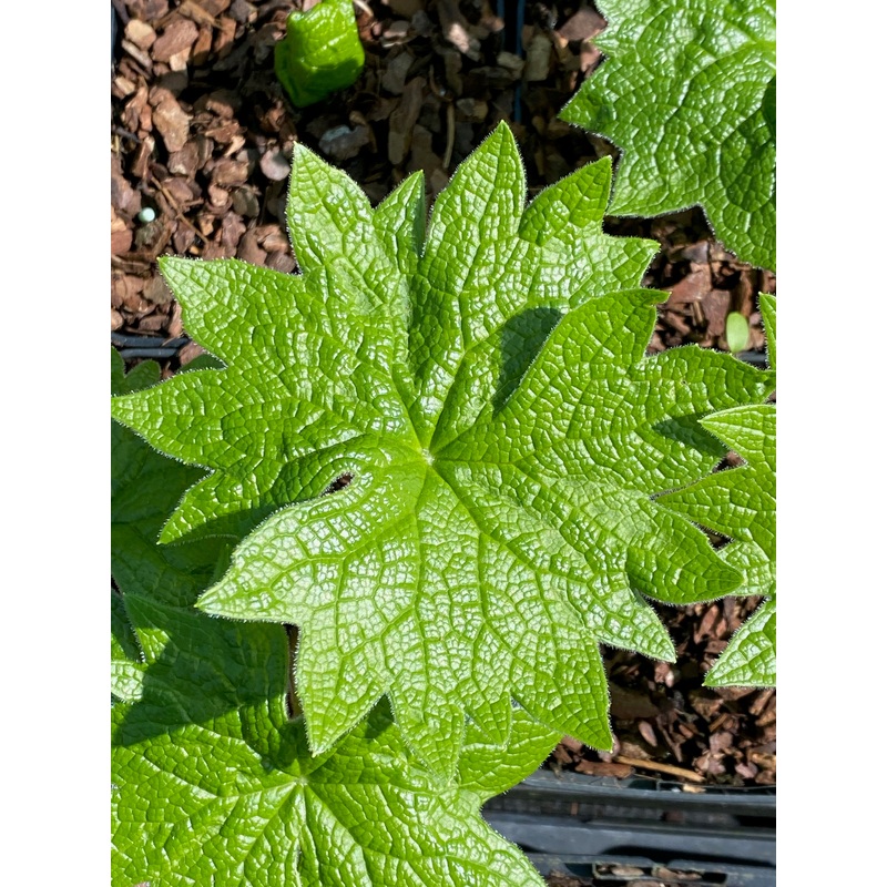 Diphylleia grayi|9 cm pot