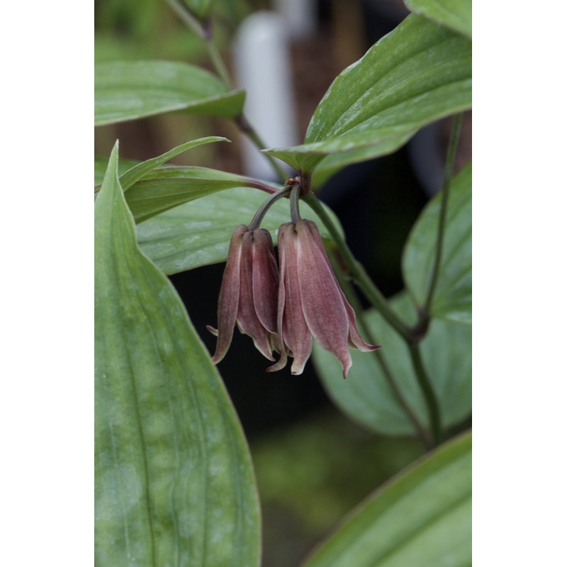 Disporum cantoniense ‘Roni’|1 litre|9 cm pot