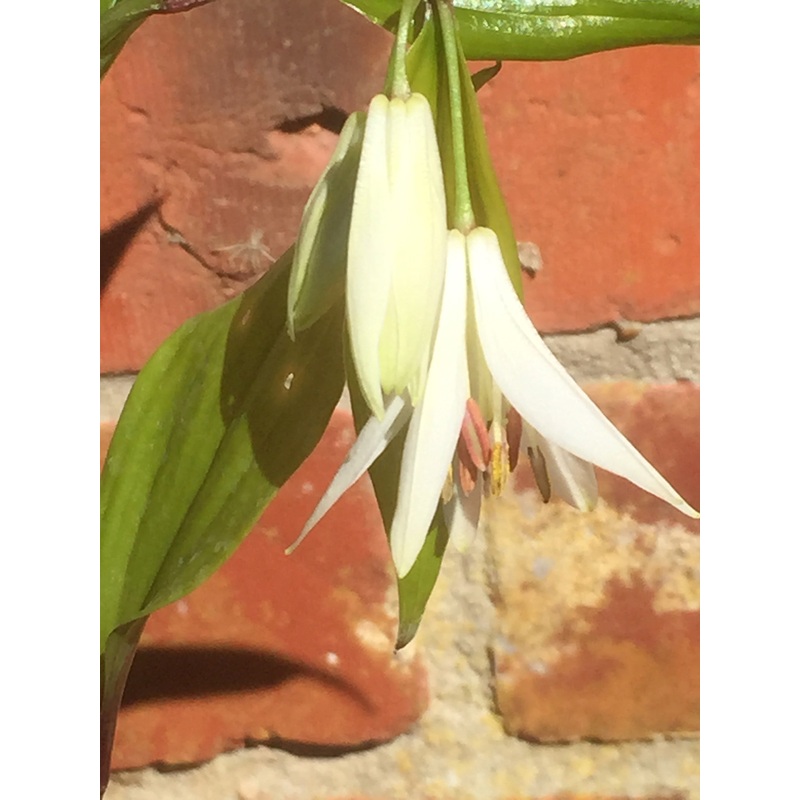 Disporum ‘Lisu Bells’|1 Litre pot|9 cm pot