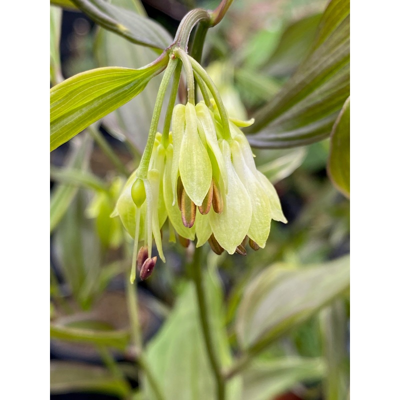 Disporum longistylum Green Giant