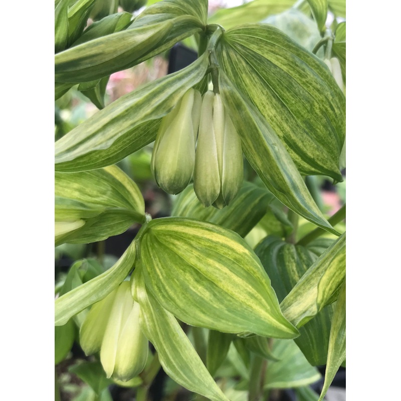 Disporum sessile Kinga|9 cm pot
