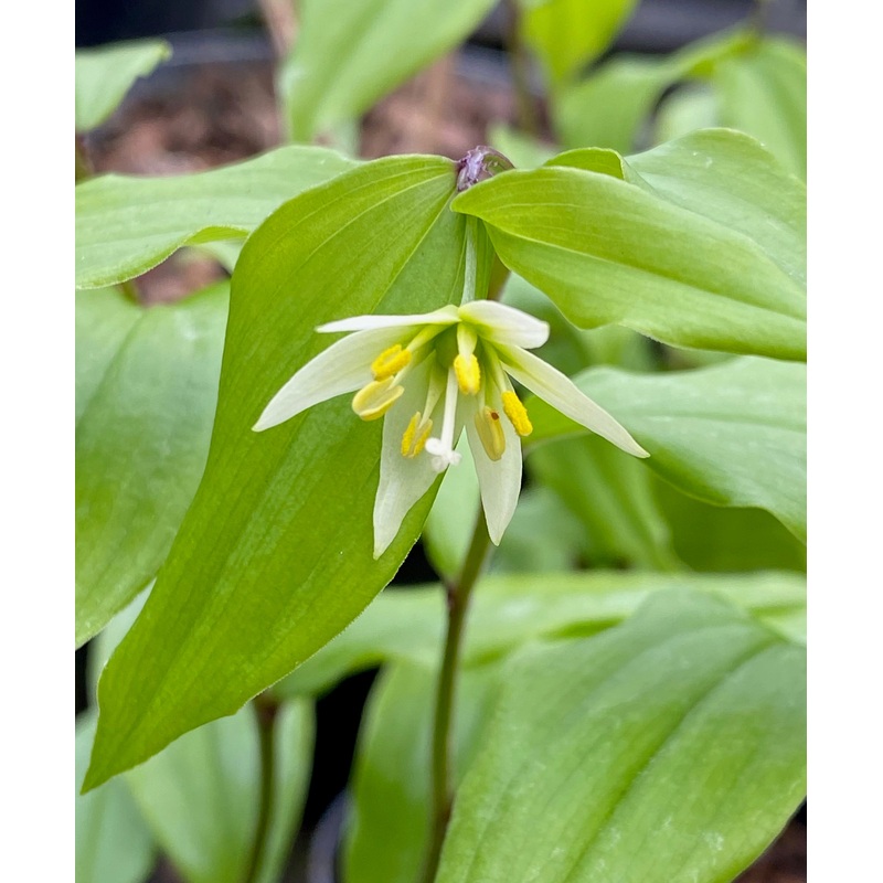 Disporum smilacinum BSWJ531|9 cm pot