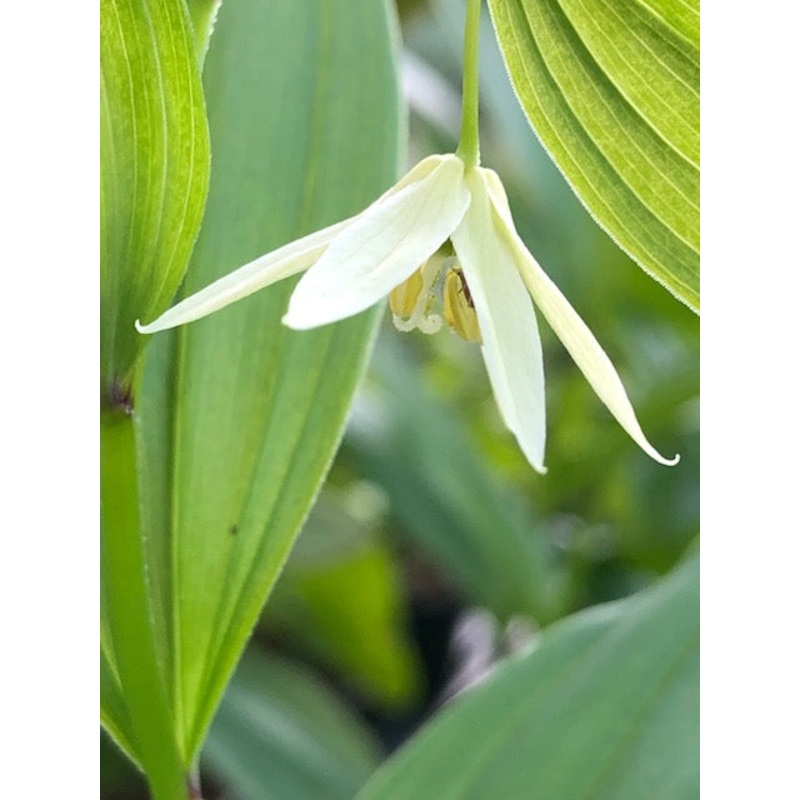 Disporum viridescens|9 cm pot|1 Litre pot