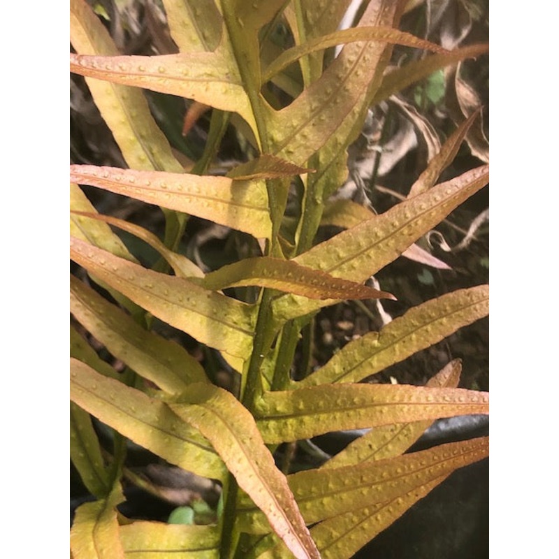 Drynaria aff. propinqua|1 litre pot