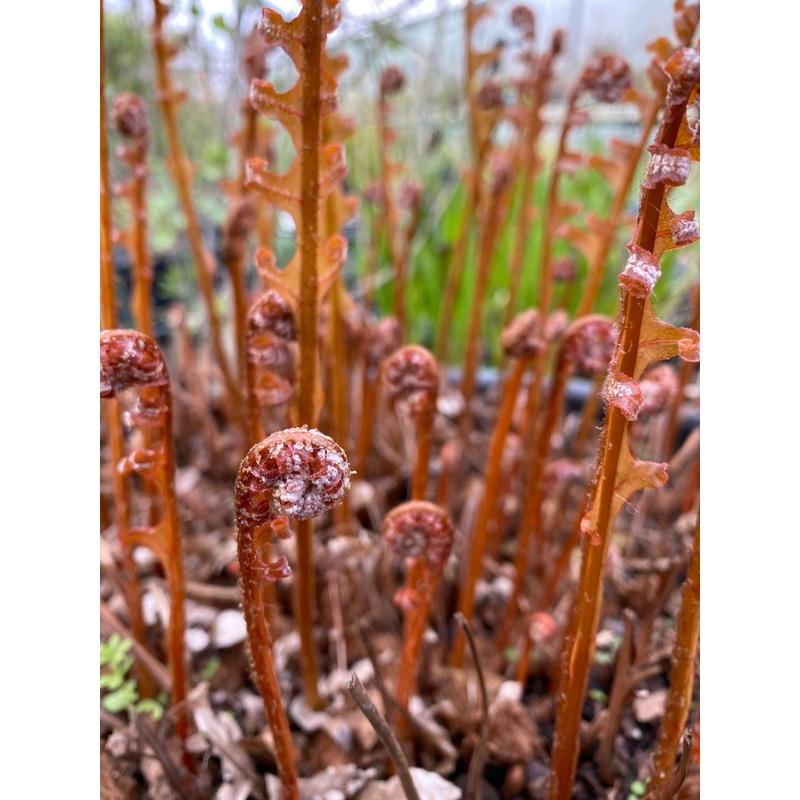 Drynaria sinica|1 litre pot|2 Litre pot