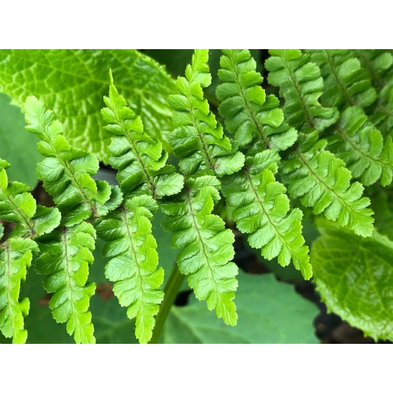 Dryopteris affinis ‘Pinderi’|1 litre|2 litre|9 cm pot