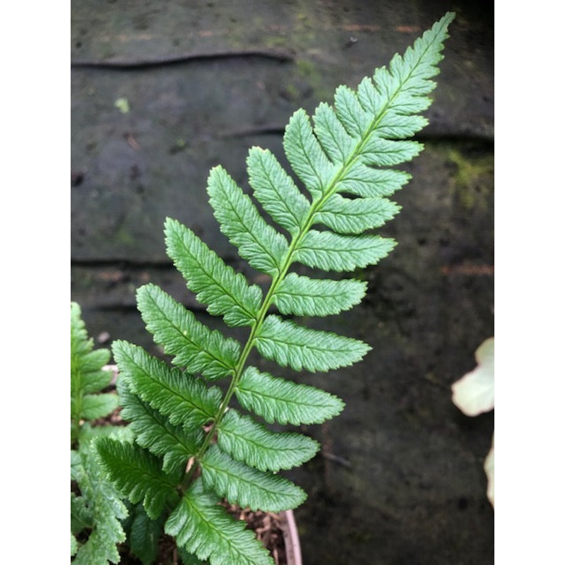 Dryopteris panda|1 litre