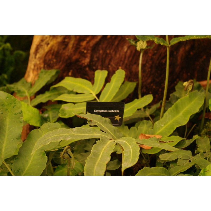 Dryopteris sieboldii|1 litre pot|9 cm pot