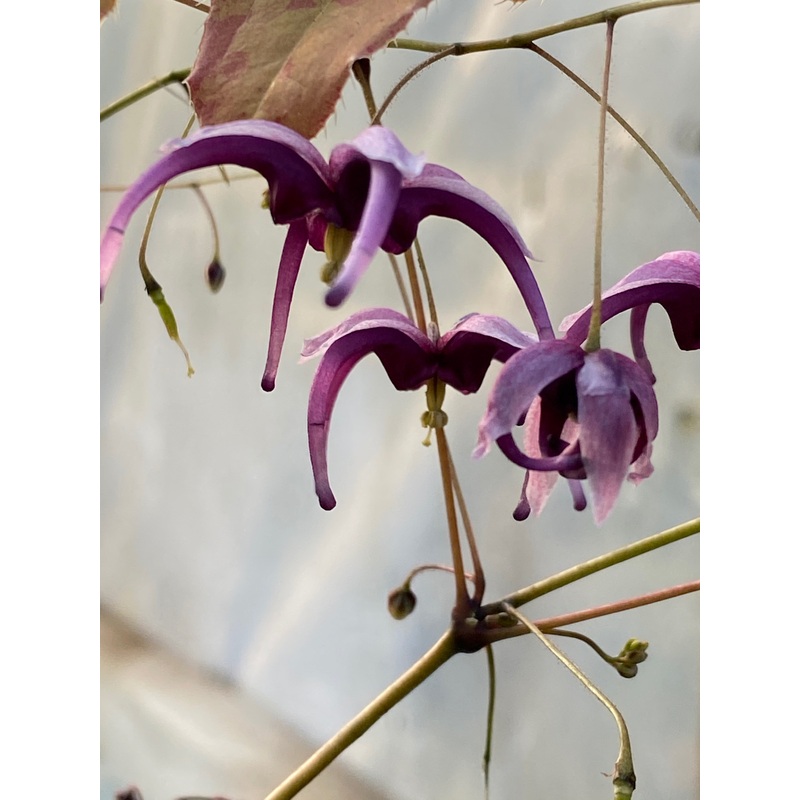 Epimedium acuminatum ‘Night Mistress’
