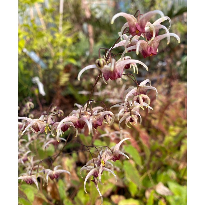 Epimedium ‘Domino’ AGM|9 cm pot|1 Litre pot