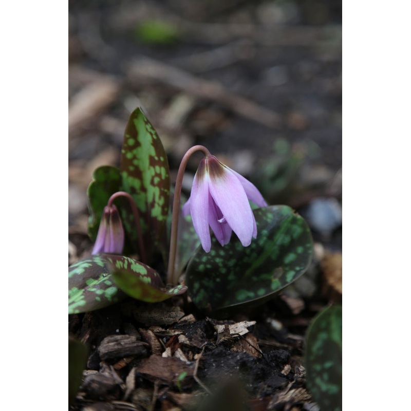 Erythronium dens-canis Lilac Wonder