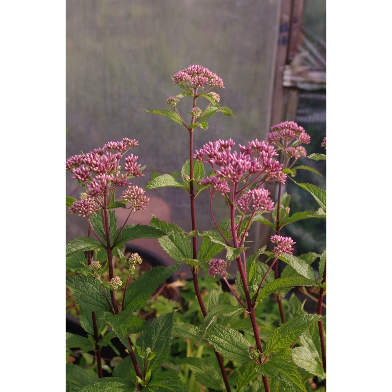 Eupatorium dubium ‘Little Joe’