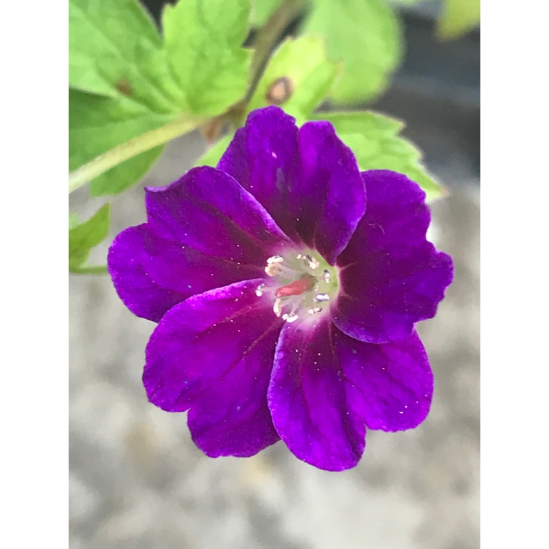 Geranium nodosum Fielding’s Folly