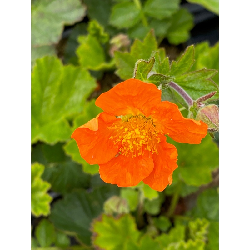 Geum coccineum Sigiwang|1 litre pot