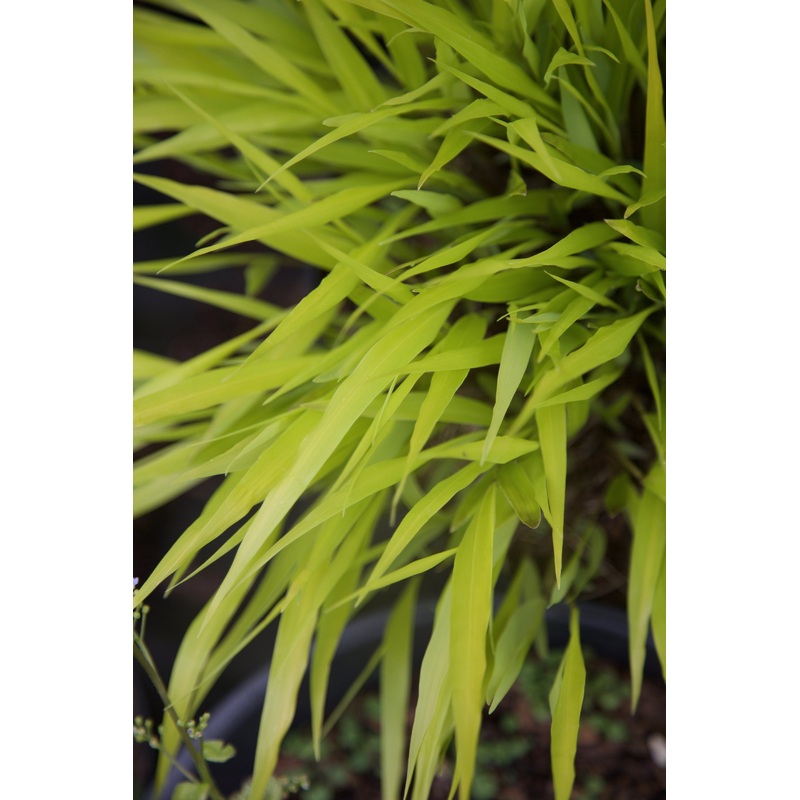 Hakonechloa macra Sunflare|1 litre pot|2 Litre