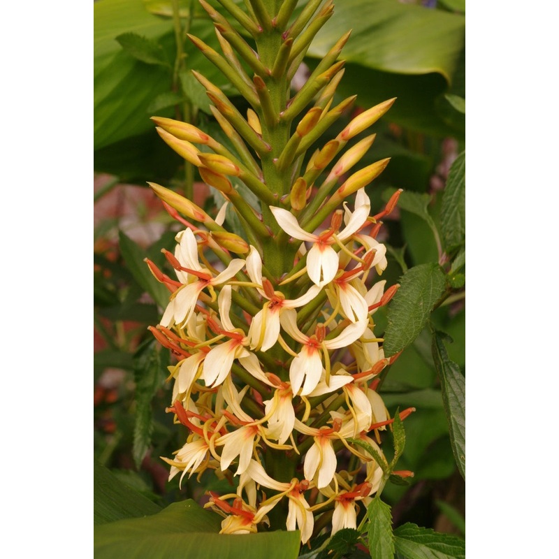Hedychium densiflorum Stephen