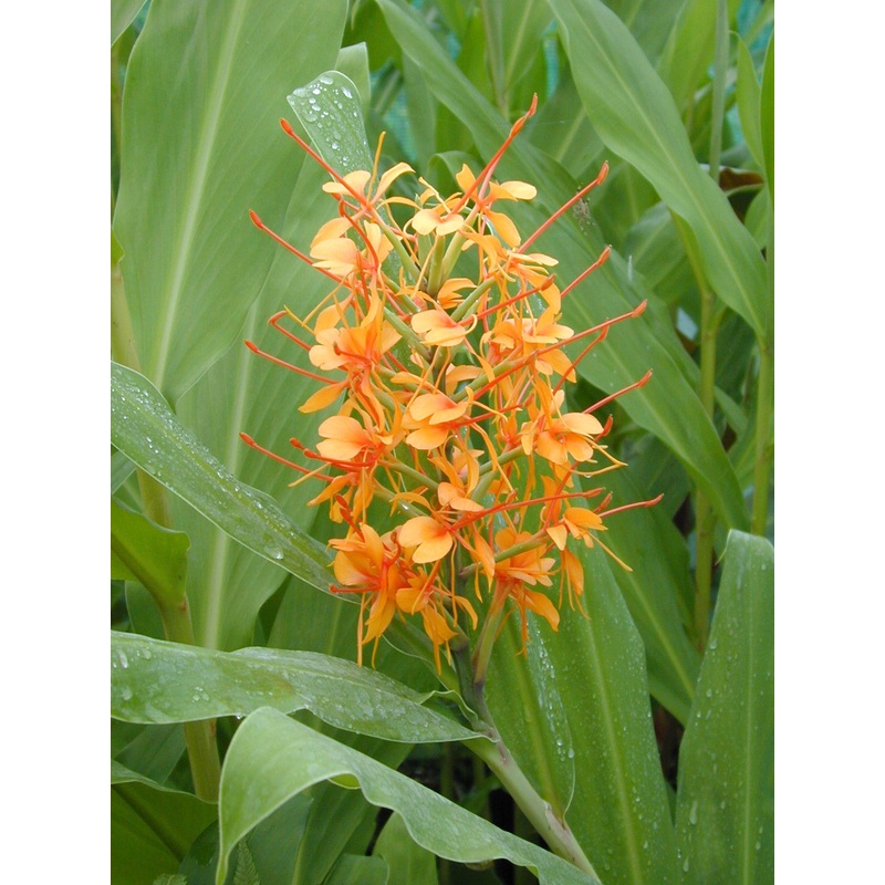 Hedychium x moorei Tara AGM|2 litre|Bare-rooted rhizome|1 litre pot