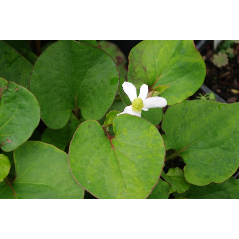 Houttuynia cordata|9 cm pot