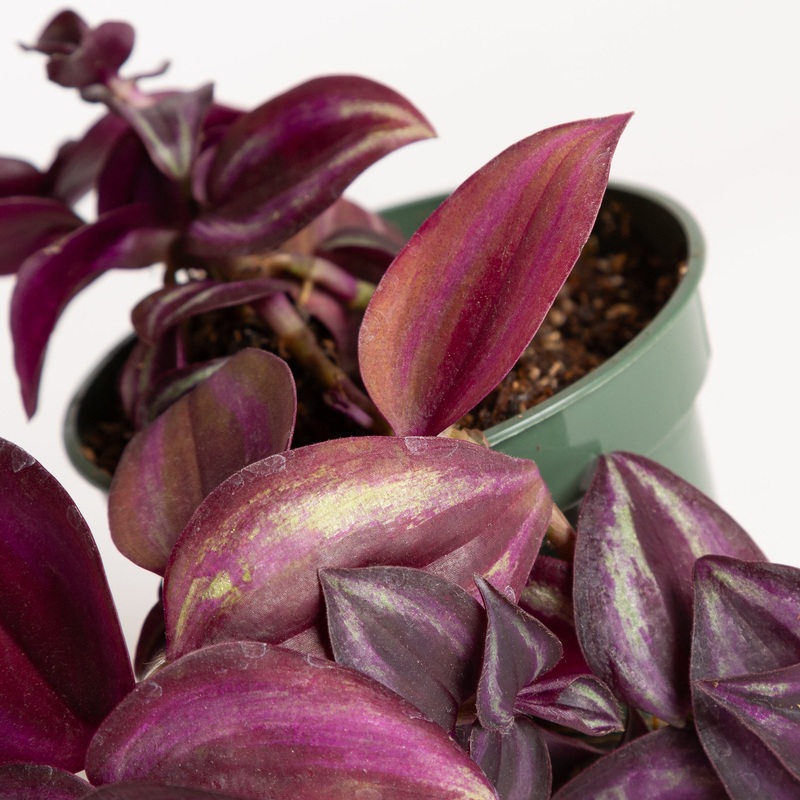 Inch Plant ‘Zebrina’ 6|6″ in nursery pot