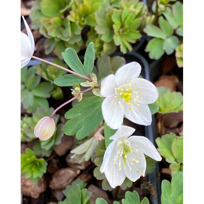 Isopyrum thalictroides|9 cm|1 Litre pot