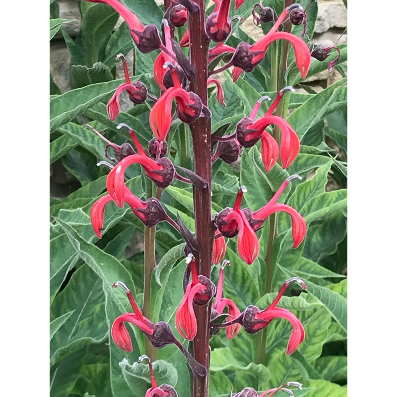 Lobelia tupa|9 cm pot
