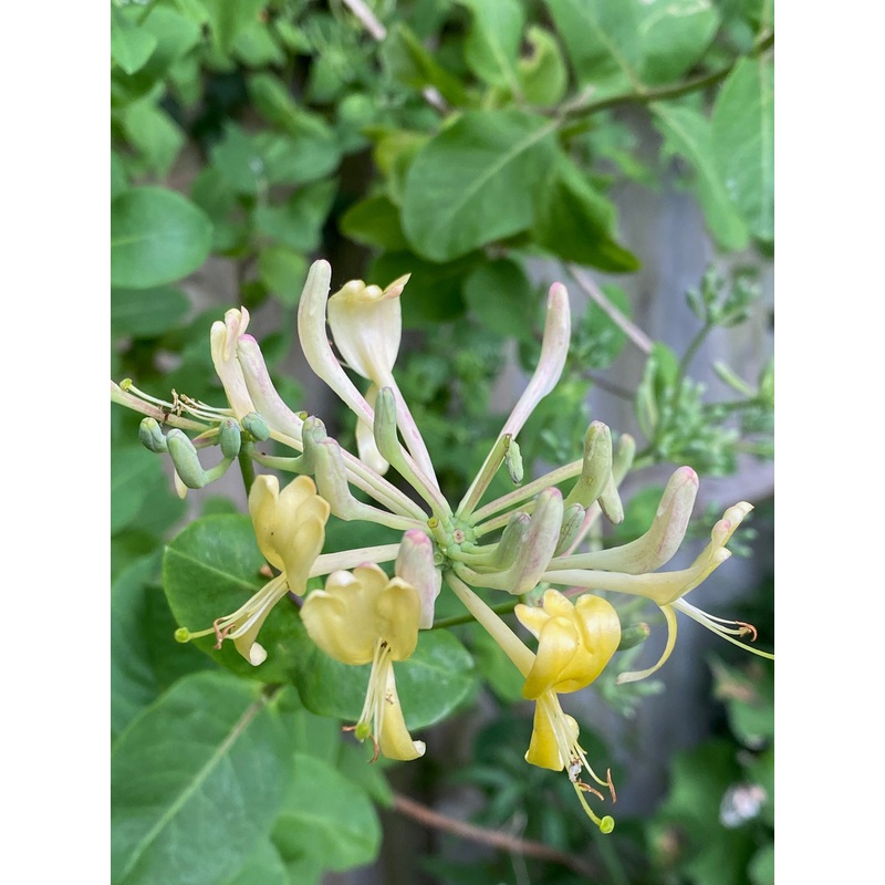 Lonicera etrusca Superba AGM