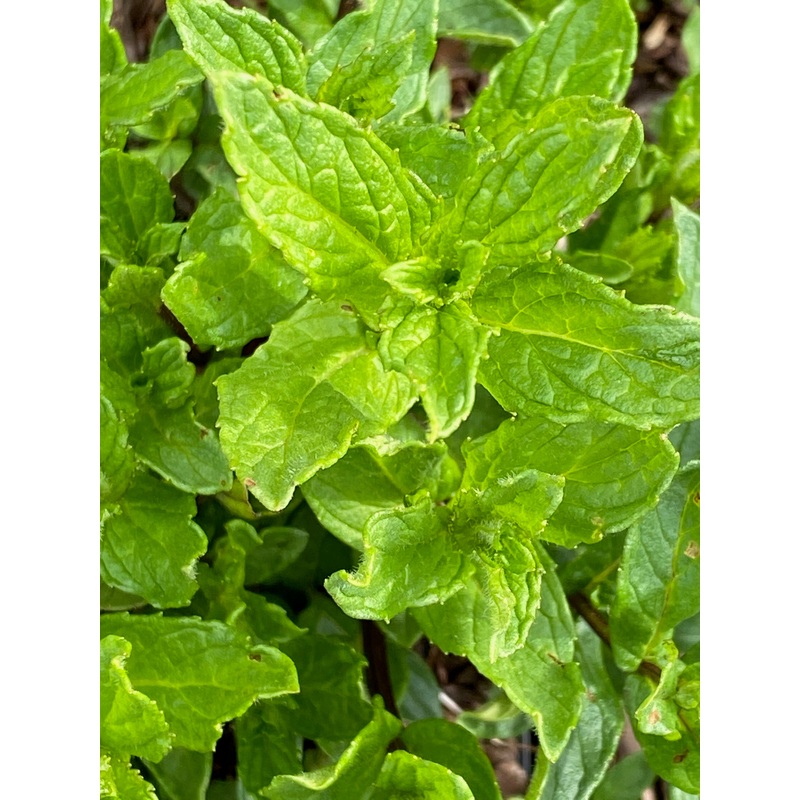 Mentha spicata Garden Mint