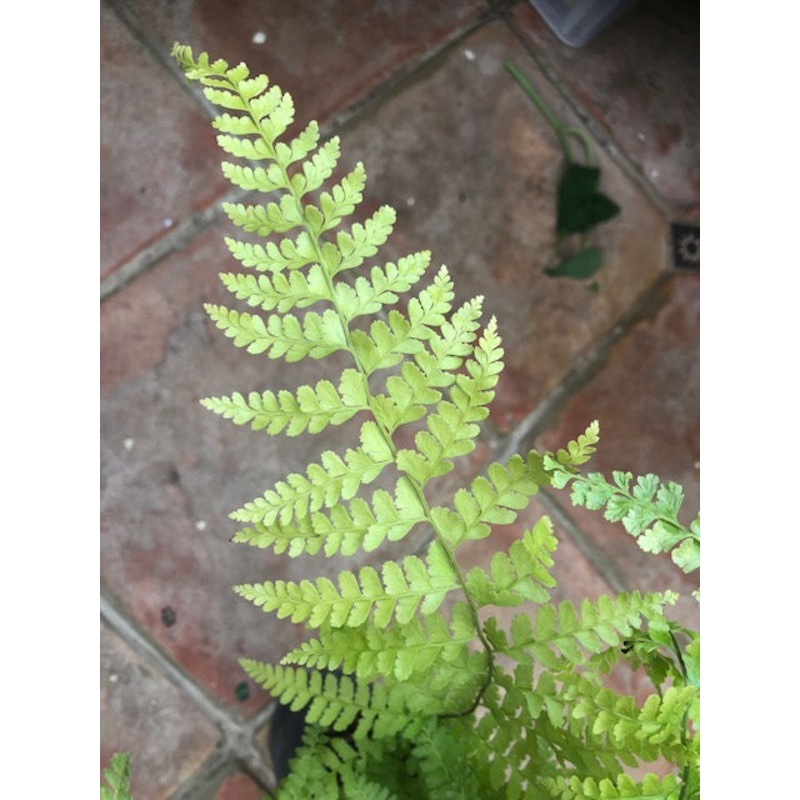 Microlepia strigosa|1 litre
