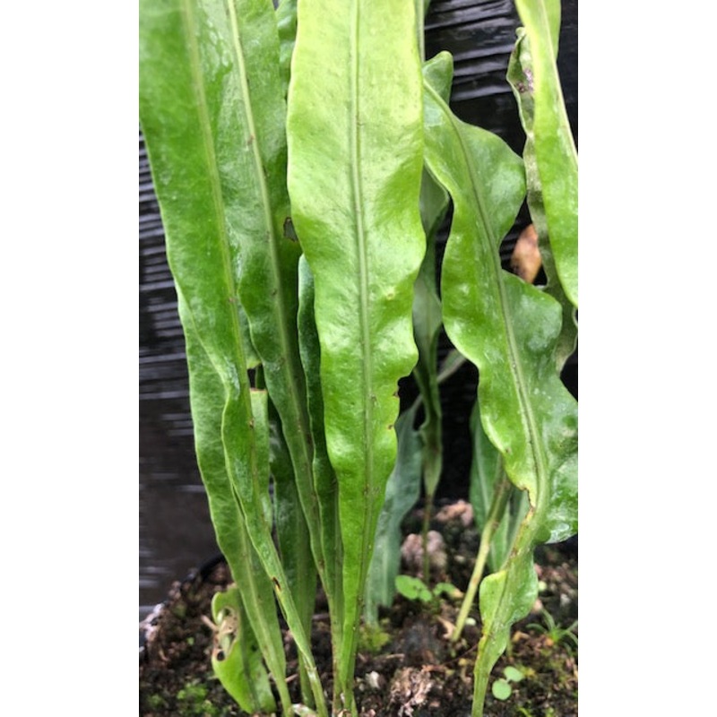 Neolepisorus fortunei|2 litre|1 Litre pot