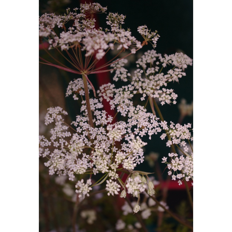 Nothosmyrnium japonicum var. sutchuenense ‘Loushan Filigree’