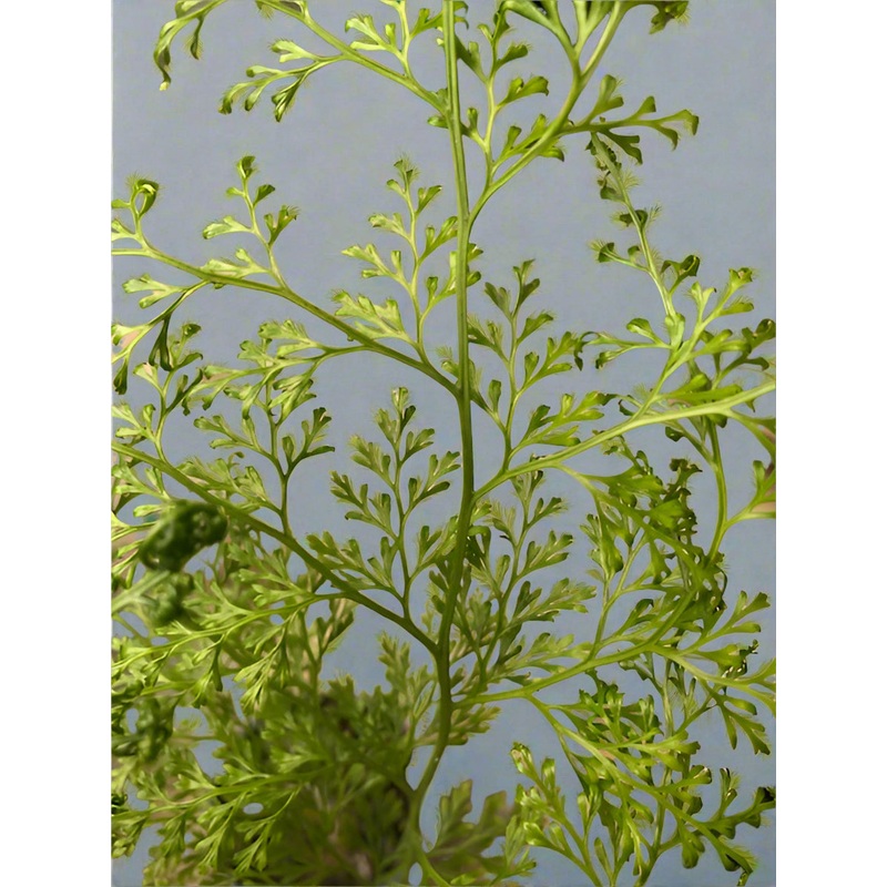 Onychium cryptogrammoides|2 Litre Pot|1 Litre pot