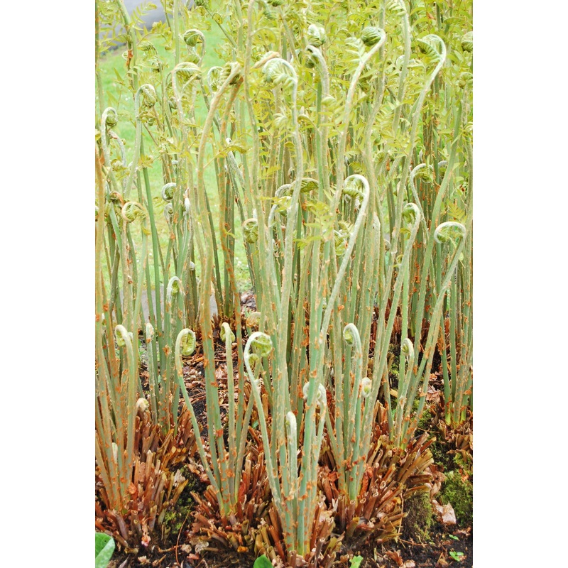 Osmunda regalis AGM|9 cm|2 litre|1 Litre pot