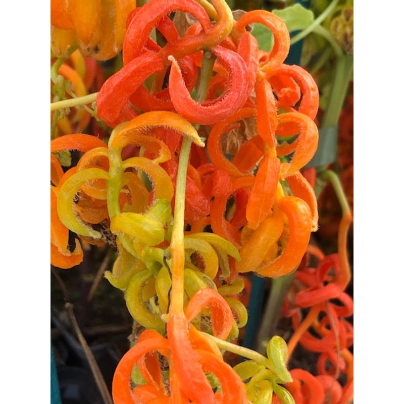 Physalis alkekengi var. franchetii Monstrosum’