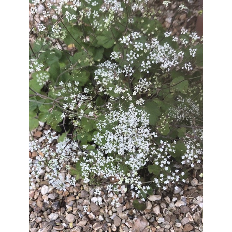 Pimpinella tripartita|1 Litre pot
