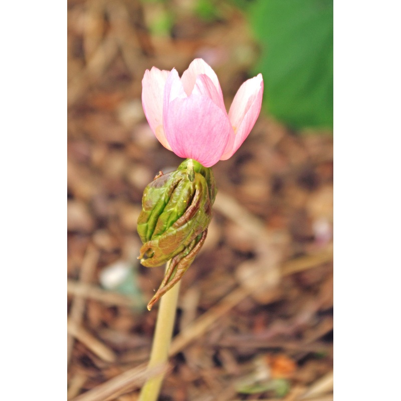 Podophyllum hexandrum var. chinense
