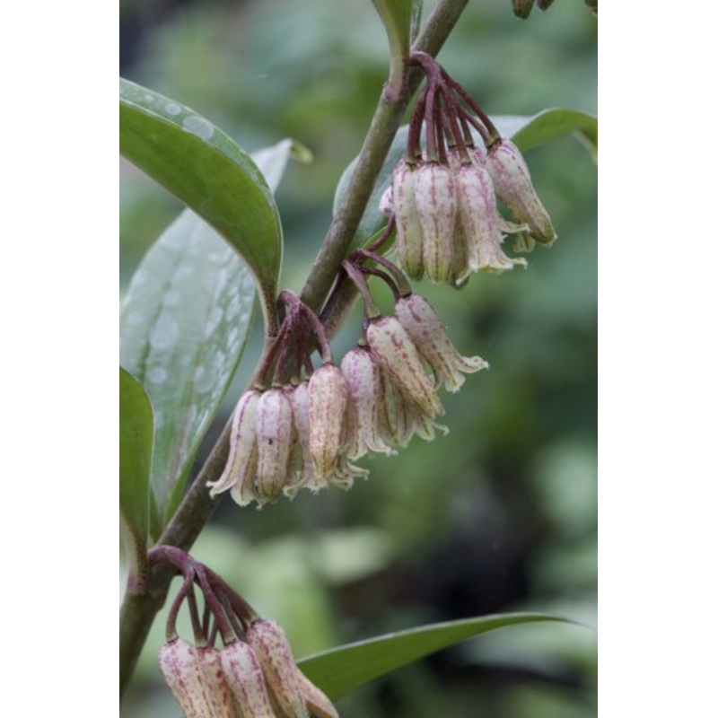 Polygonatum oppositifolium|1 litre pot|9 cm pot