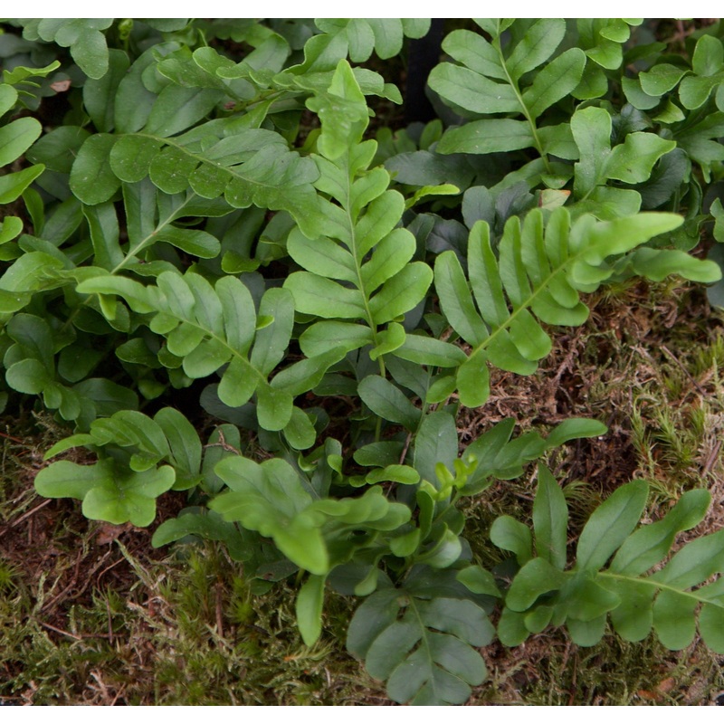 Polypodium scouleri