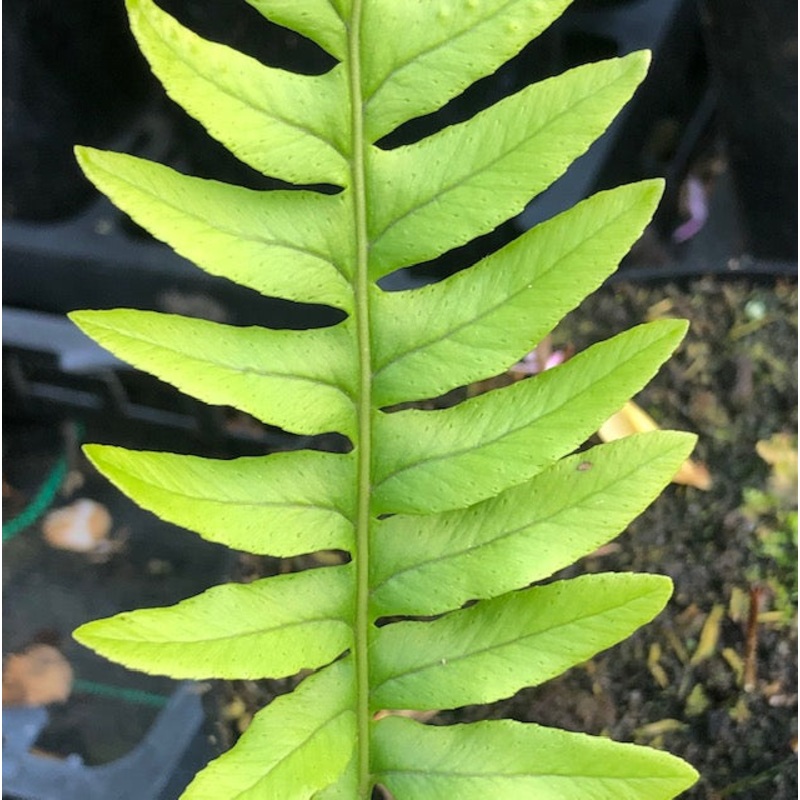 Polypodium x mantoniae|1 Litre pot