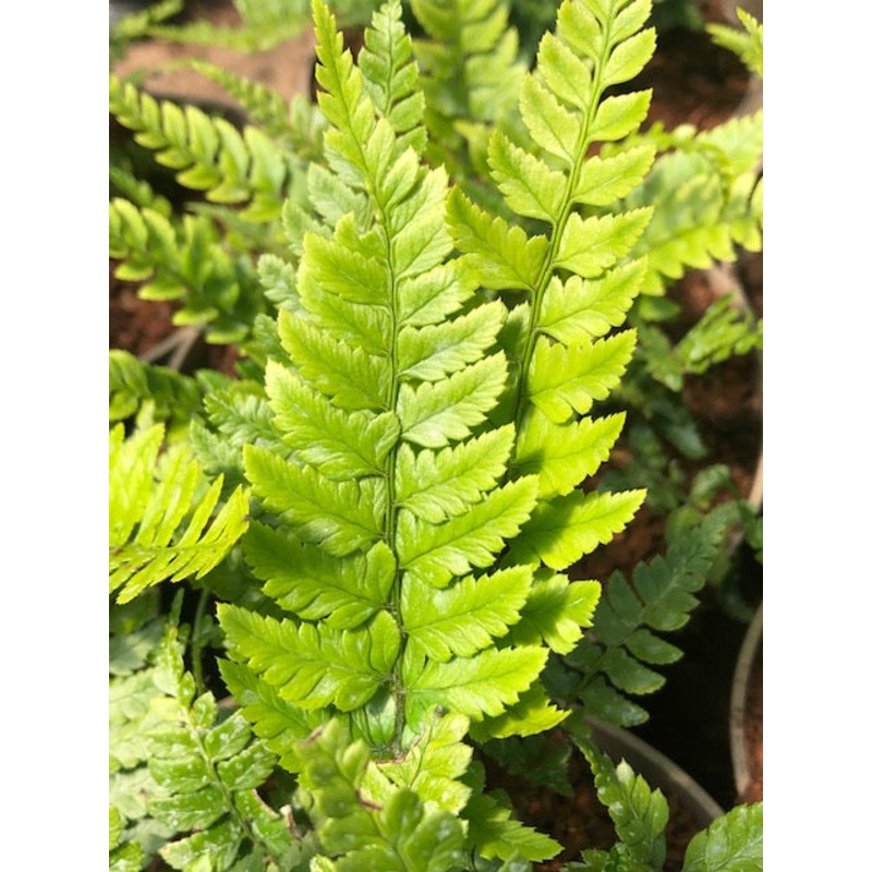 Polystichum biaristatum|9 cm pot|2 Litre pot|1 Litre pot