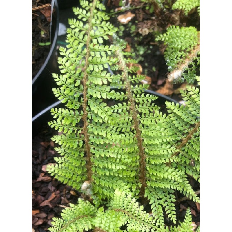 Polystichum setiferum ‘Acutilobum Group’