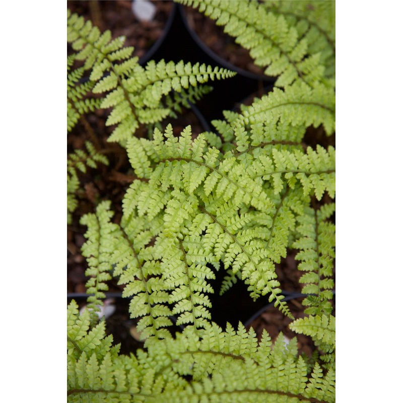Polystichum yunnanense|2 litre|9 cm pot|1 Litre pot