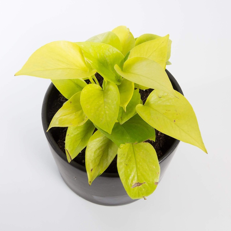 Pothos ‘Neon’ 6|6″ in nursery pot