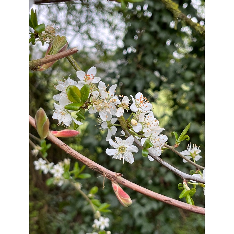 Prunus cerasifera|2 Litre